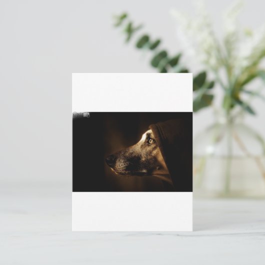hund postkarte (Stehend Vorderseite)