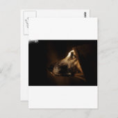 hund postkarte (Vorne/Hinten)