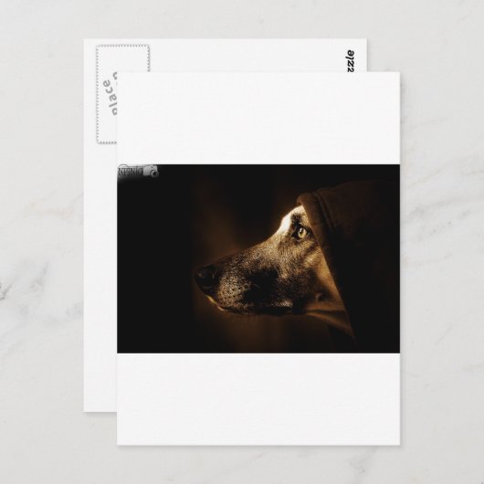 hund postkarte (Vorne/Hinten)