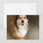 Hund Postkarte (Vorne/Hinten)