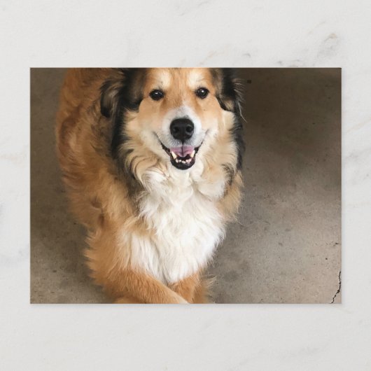 Hund Postkarte (Vorderseite)