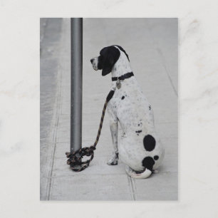 Hund Postkarte