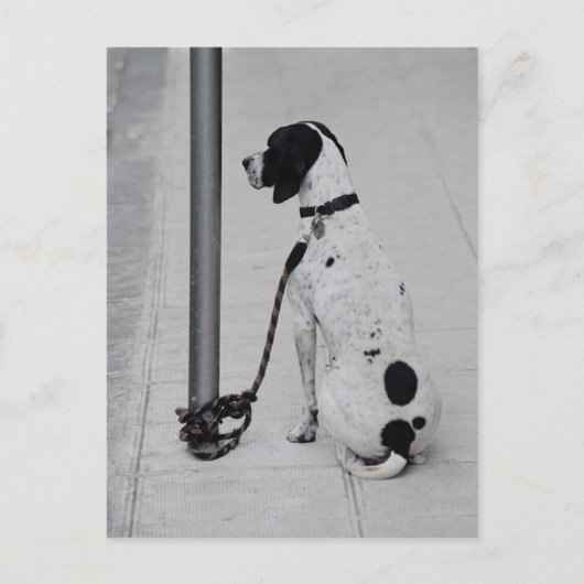 Hund Postkarte (Vorderseite)