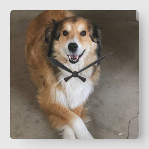 Hund Quadratische Wanduhr