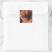Hund Quadratischer Aufkleber (Tasche)