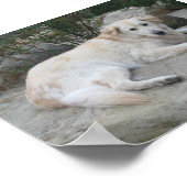 Hund ruht sich auf einem Felsen aus Poster (Ecke)