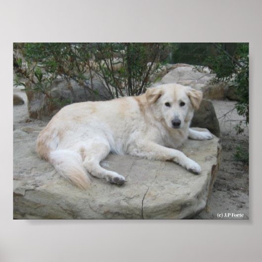 Hund ruht sich auf einem Felsen aus Poster (Vorne)