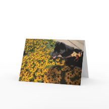 Hund schauen Blume Schwarze Augen Susan Daisy