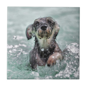Hund schwimmt Hundeschwimmen Fliese