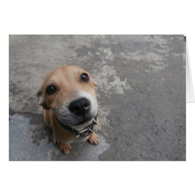 Hund sehen SUPER niedlich!!! (Vorderseite (Horizontal))