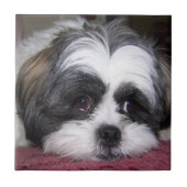 Hund Shih Tzu Fliese (Vorderseite)