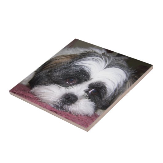 Hund Shih Tzu Fliese (Seite)