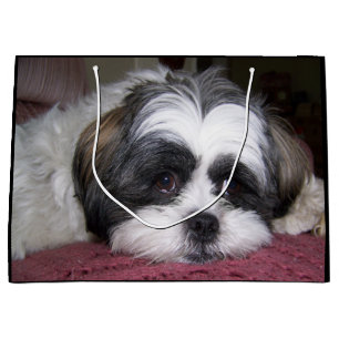 Hund Shih Tzu Große Geschenktüte