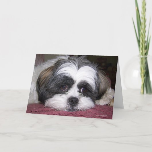 Hund Shih Tzu Karte (Vorderseite)