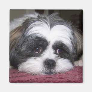 Hund Shih Tzu Magnet