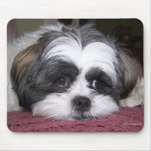 Hund Shih Tzu Mousepad