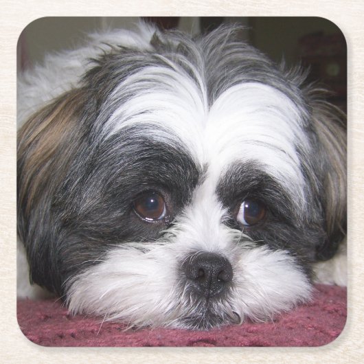 Hund Shih Tzu Rechteckiger Pappuntersetzer (Vorderseite)