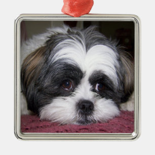 Hund Shih Tzu Silbernes Ornament