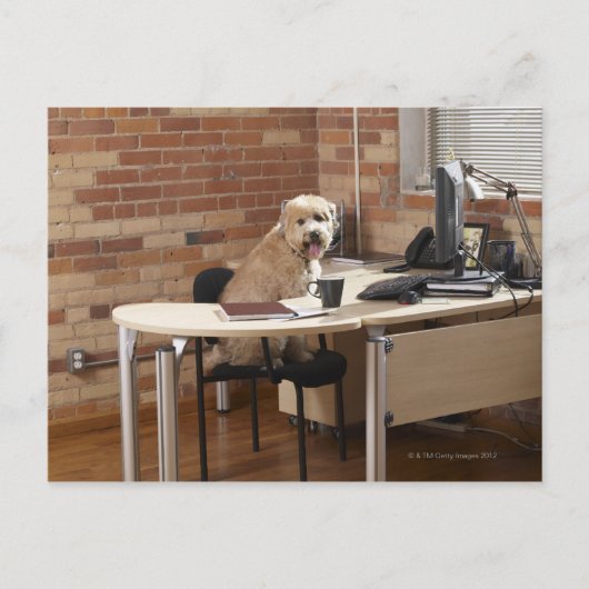 Hund sitzend am Schreibtisch Postkarte (Vorderseite)