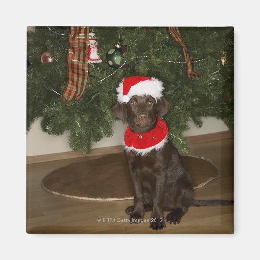 Hund sitzend an einem Weihnachtsbaum Magnet (Vorne)