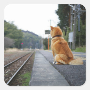 Hund sitzt am Bahnhof Quadratischer Aufkleber