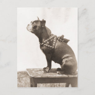 Hund sitzt für ein Foto Postkarte