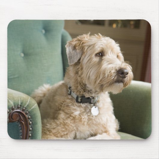 Hund sitzt im Sessel Mousepad (Vorne)