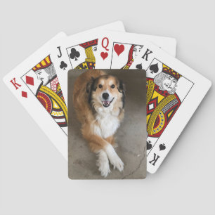 Hund Spielkarten