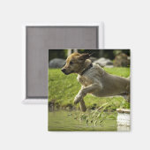 Hund springt in Teich Magnet (Vorderseite/Rückseite)