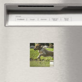 Hund springt in Teich Magnet (In Situ (Geschirrspüler))