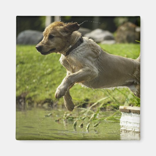 Hund springt in Teich Magnet (Vorne)