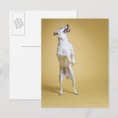 Hund stehend an Hinterbeinen Postkarte (Vorne/Hinten)