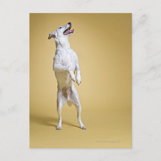 Hund stehend an Hinterbeinen Postkarte (Vorderseite)