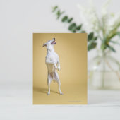 Hund stehend an Hinterbeinen Postkarte (Stehend Vorderseite)