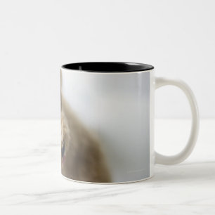 Hund stehend auf Boden Zweifarbige Tasse
