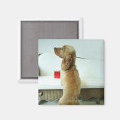 Hund stehend auf einem Sofa mit Geschenk Magnet (Vorderseite/Rückseite)