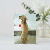 Hund stehend auf einem Sofa mit Geschenk Postkarte (Stehend Vorderseite)