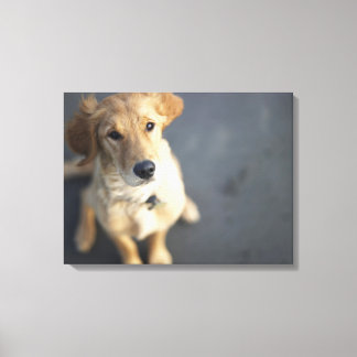 Hund sucht nach oben leinwanddruck