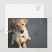 Hund sucht nach oben postkarte (Vorne/Hinten)