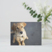 Hund sucht nach oben postkarte (Stehend Vorderseite)