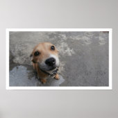 Hund sucht nach poster (Vorne)