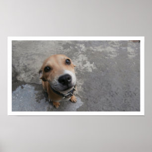 Hund sucht nach poster