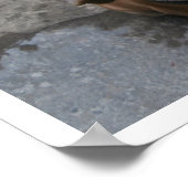 Hund sucht nach poster (Ecke)