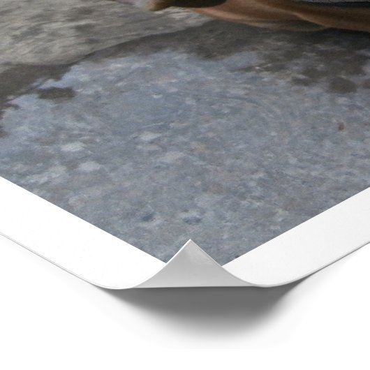 Hund sucht nach poster (Ecke)