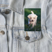 Hund, Tier, Welpe Button (Insitu)