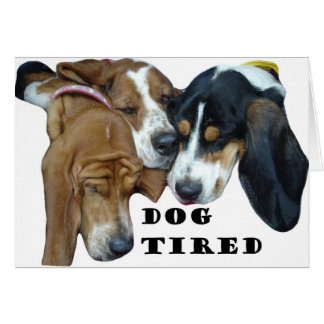 Hund Tired