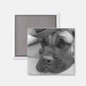 Hund Tired Magnet (Vorderseite/Rückseite)