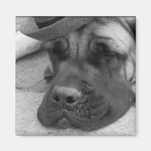 Hund Tired Magnet (Vorne)