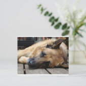Hund Tired Postkarte (Stehend Vorderseite)