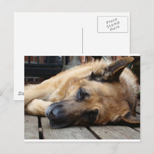 Hund Tired Postkarte (Vorne/Hinten)